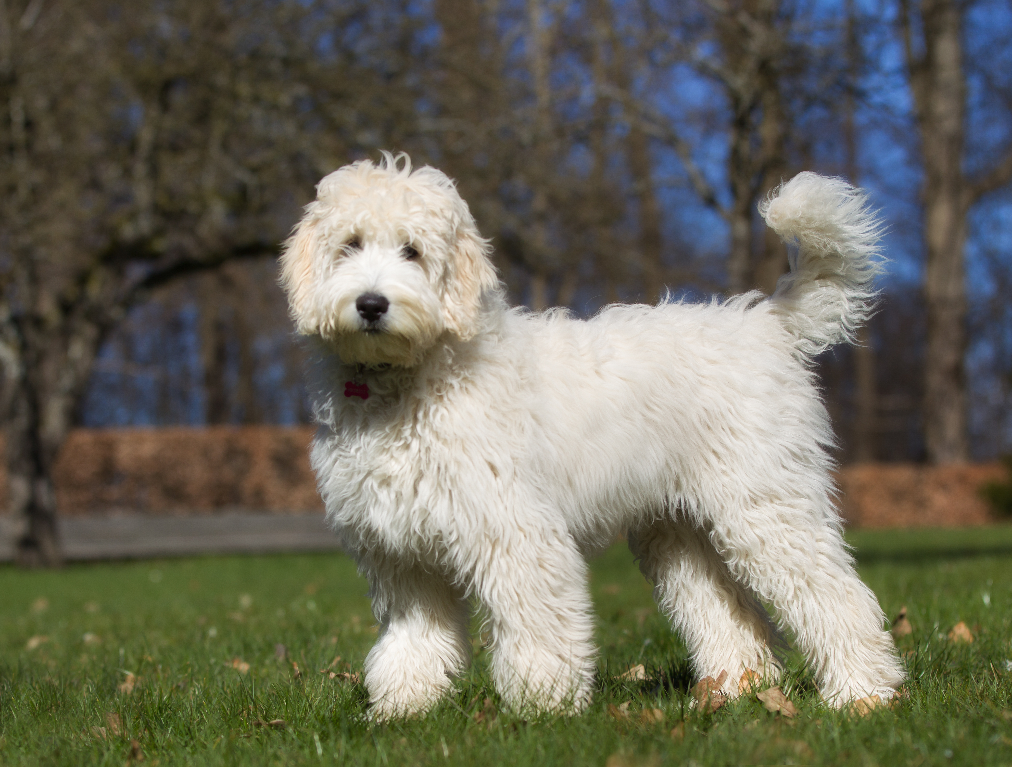 A mixed breed Labradoodle dog. 
